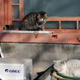 Illustration for article titled The Cats of Chinas Forbidden City